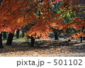 鮮やかな紅葉