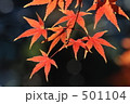 鮮やかな紅葉