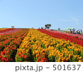 北海道　富良野　花畑