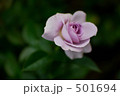 薔薇 ブルー・バユー