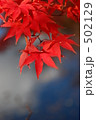 水面の紅葉