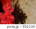 地面の紅葉