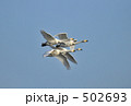 白鳥の家族飛行
