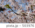 さくら