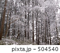 森林の樹氷