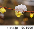 ロウバイと雪