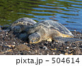 ワイコロアのウミガメ