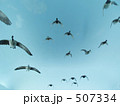 飛翔　鳥たちの旅立ち
