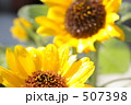 ひまわり-4