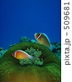 509681