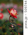 薔薇　あやおり