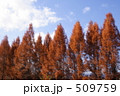 メタセコイアの紅葉