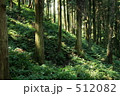 手入れされた杉林