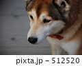 犬