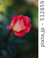 薔薇　あやおり