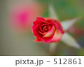 薔薇　あやおり