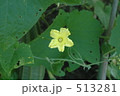へちおくの花