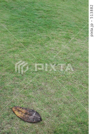 「芝生 自然 くさ 木々 枯れ木 」の写真素材 「芝生 自然 くさ 木々 枯れ木 」の写真素材