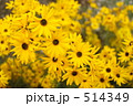 ヘリアンサス