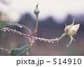 514910