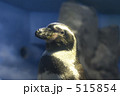 フンボルトペンギン