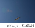 空と鳥