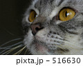 見る猫。