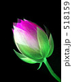 奇跡の花 Ⅱ