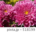 紫の小菊