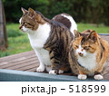 518599