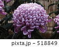紫菊