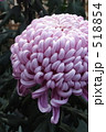紫菊