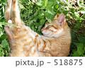 首里城の猫　1