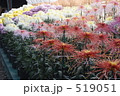菊花展
