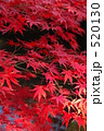 紅葉一面