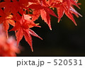 もみじ