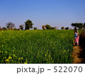 インドの菜の花畑