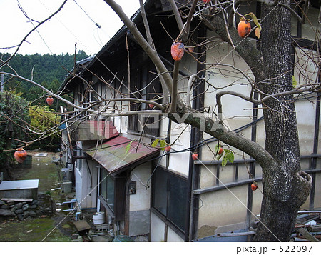 田舎に帰って庭の柿を食べよう　裏庭の柿