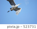 アオサギ