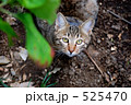 こんちは