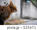 みつめる