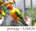 526620