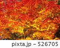 夕張滝の上公園の紅葉