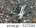 鮭の求愛