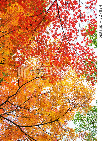 秋 カラフル 紅葉