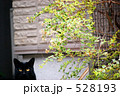 黒猫出現