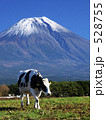 朝霧高原の牛と富士山