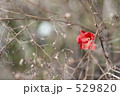 木瓜