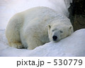 旭山動物園のホッキョクグマ