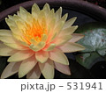 蓮の花